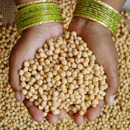 Hand holding chickpea seeds. Supplied by Dr Rajeev Varshney